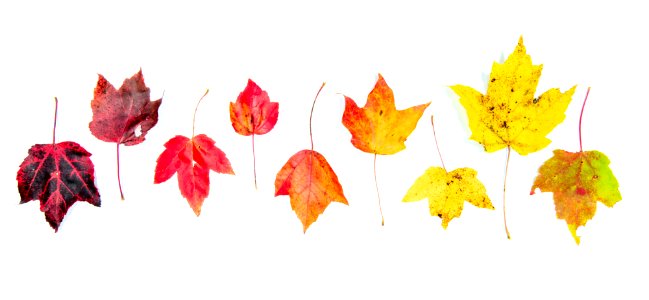 Variation On Red Maple