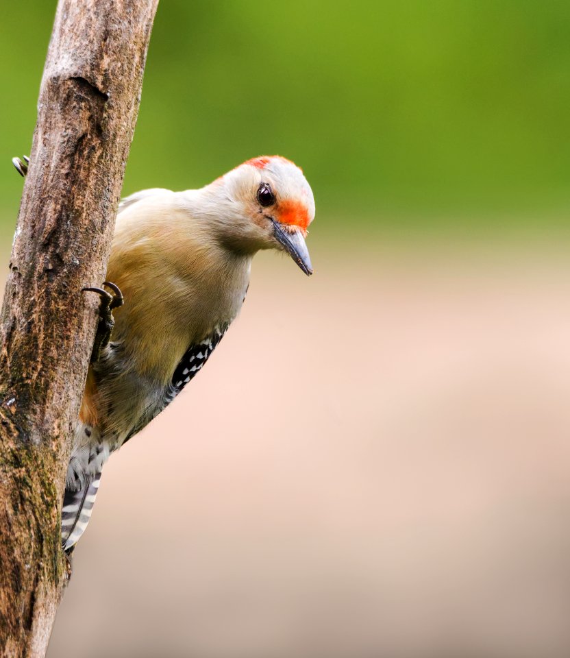 Red-bellied Woodpecker