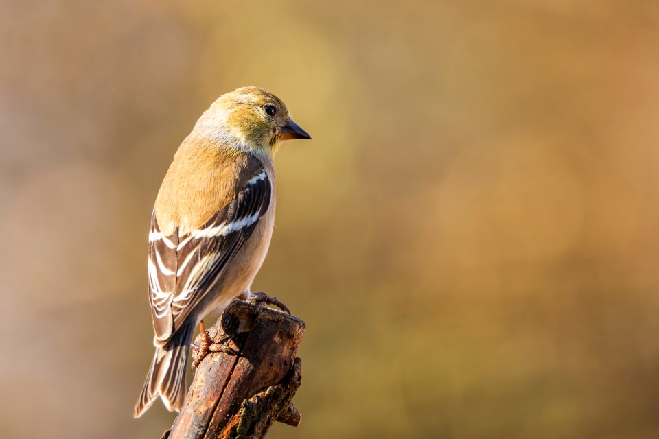 American Goldfinch