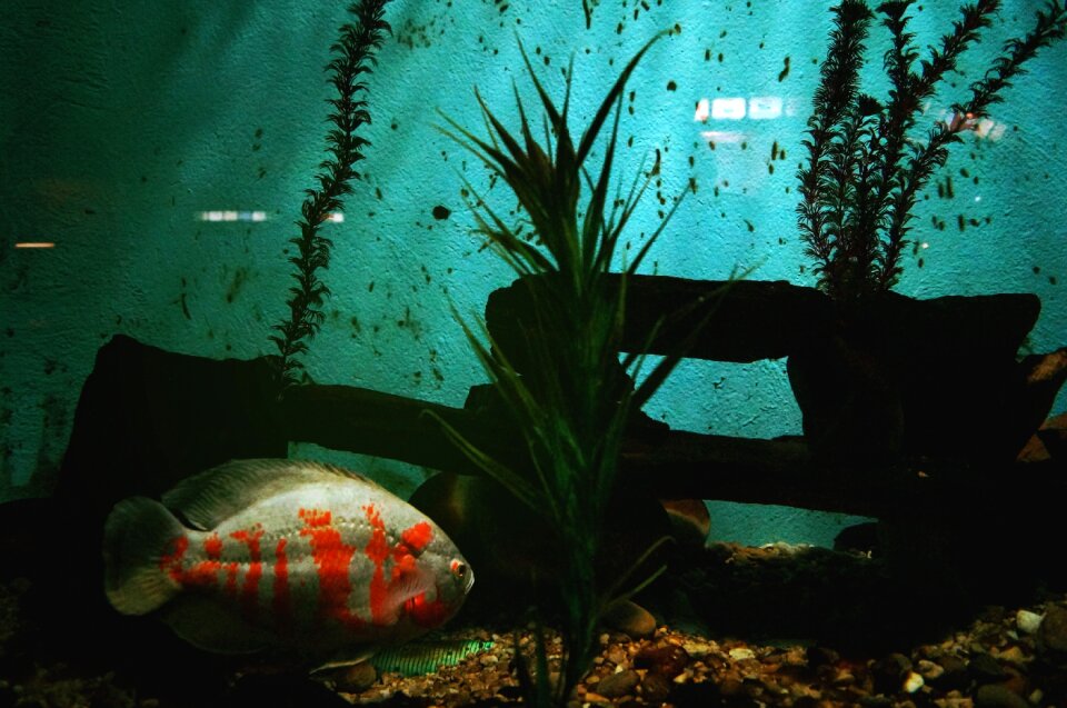 Water underwater life