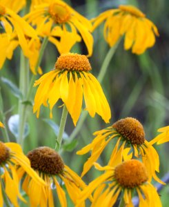 FLOWERS (7-13-2015) near hannigan meadow, white mts, greenlee co, az -07