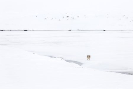 Coyote on the Yellowstone River, Hayden Valley photo