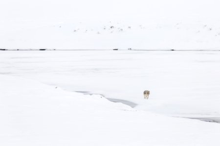 Coyote on the Yellowstone River, Hayden Valley