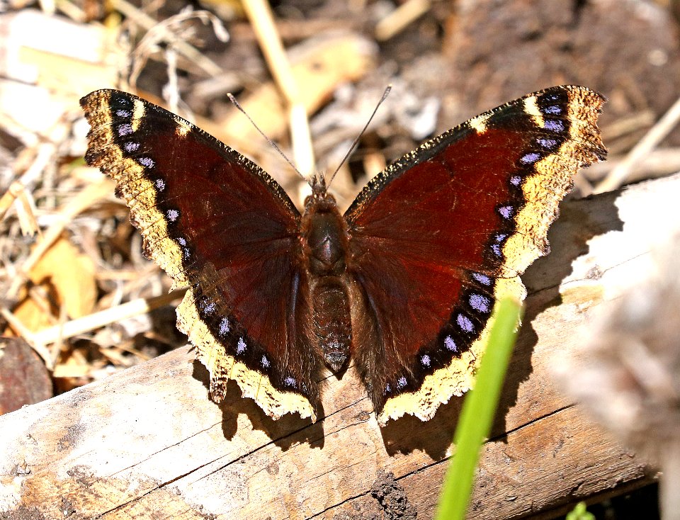 MOURNING CLOAK (Nympahalis antiopa)(6-1-2017) boulder mt, garfield co, ut -01