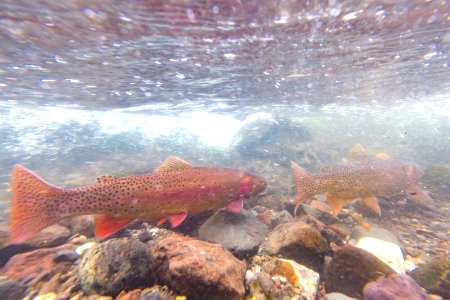 Spawning Yellowstone cutthroat trout (Oncorhynchus clarkii bouvieri) (5) photo
