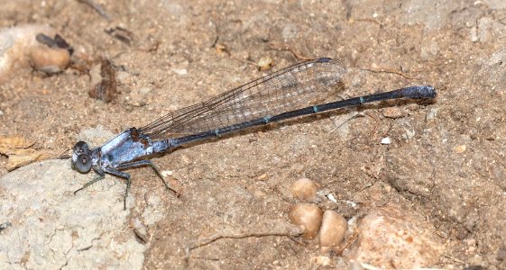 DANCER, POWDERED (Argia moesta) (10-23-2020) san marcos river, caldwell co, tx-03 male
