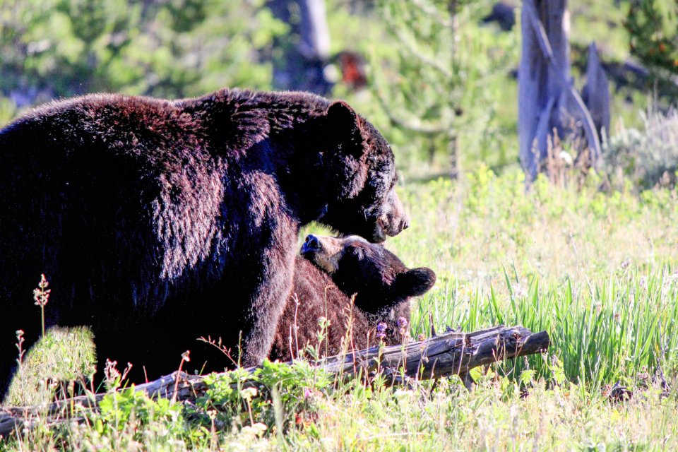 Black bears near Petrified Tree