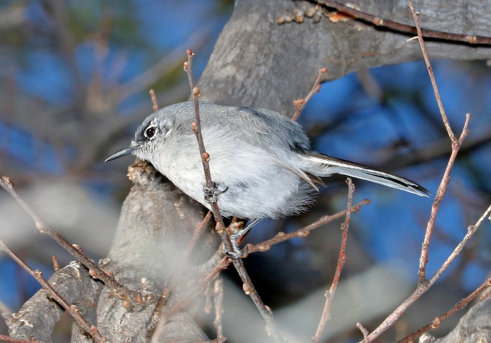 704 - BLACK-CAPPED GNATCATCHER (3-8-2017) west end patagonia lake, santa cruz co, az -01 male (2)