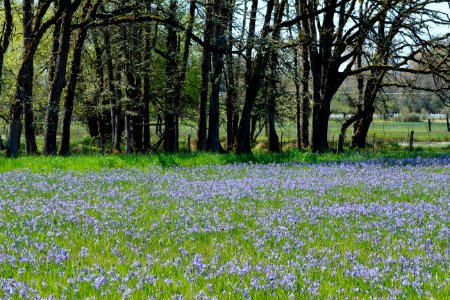 Field of purple blue flowers outside of Veneta Oregon photo