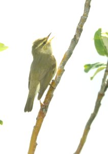 714 - ARCTIC WARBLER (6-11-2019) mile 23, denali highway, ak -03