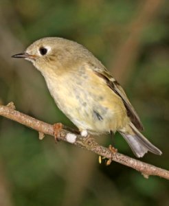 708 - RUBY-CROWNED KINGLET (11-6-2016) convention center, south padre island, cameron co, tx -01