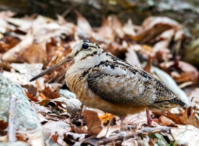 American Woodcock