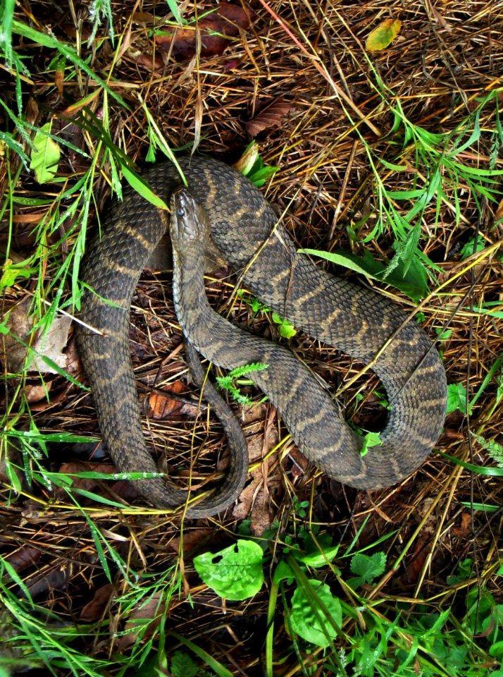 Northern Water Snake