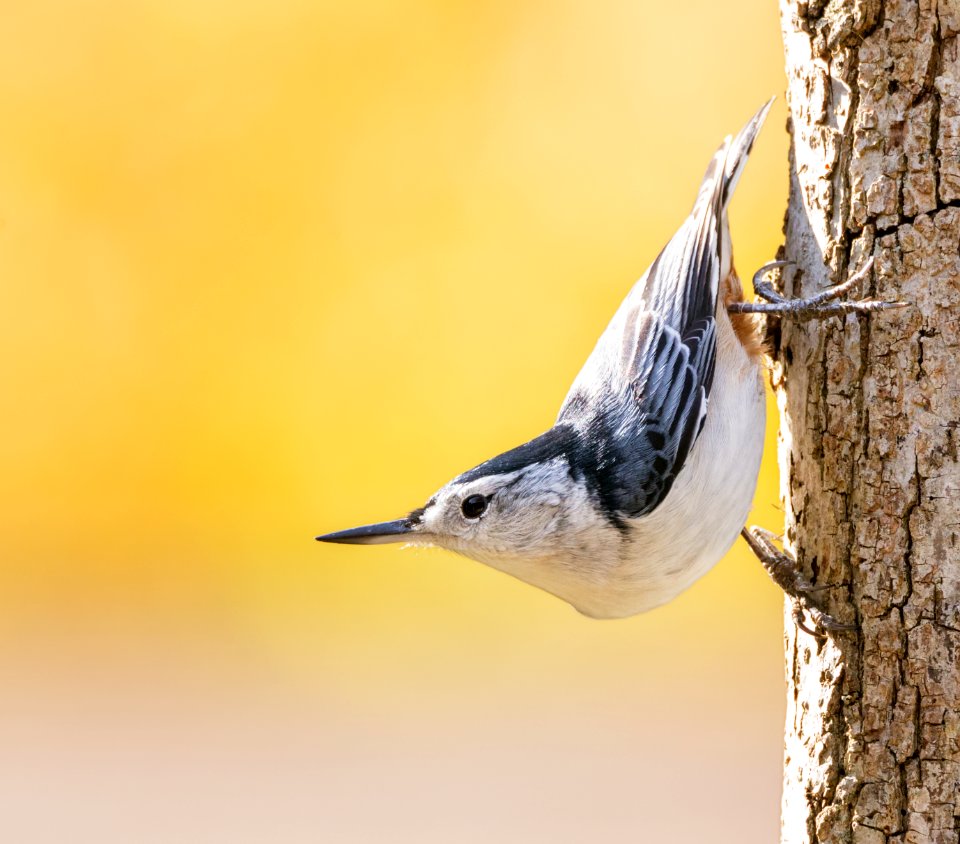 White-breasted Nuthatch