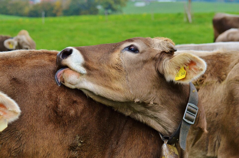 Cute ruminant dairy cattle
