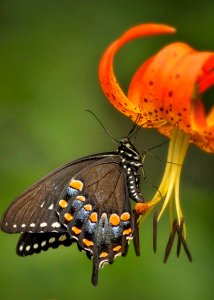Spicebush Swallowtail Butterfly photo