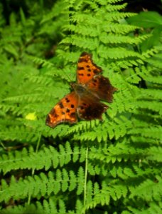 Eastern Comma Butterfly