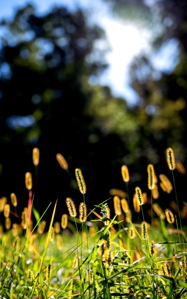 Backlit Grass