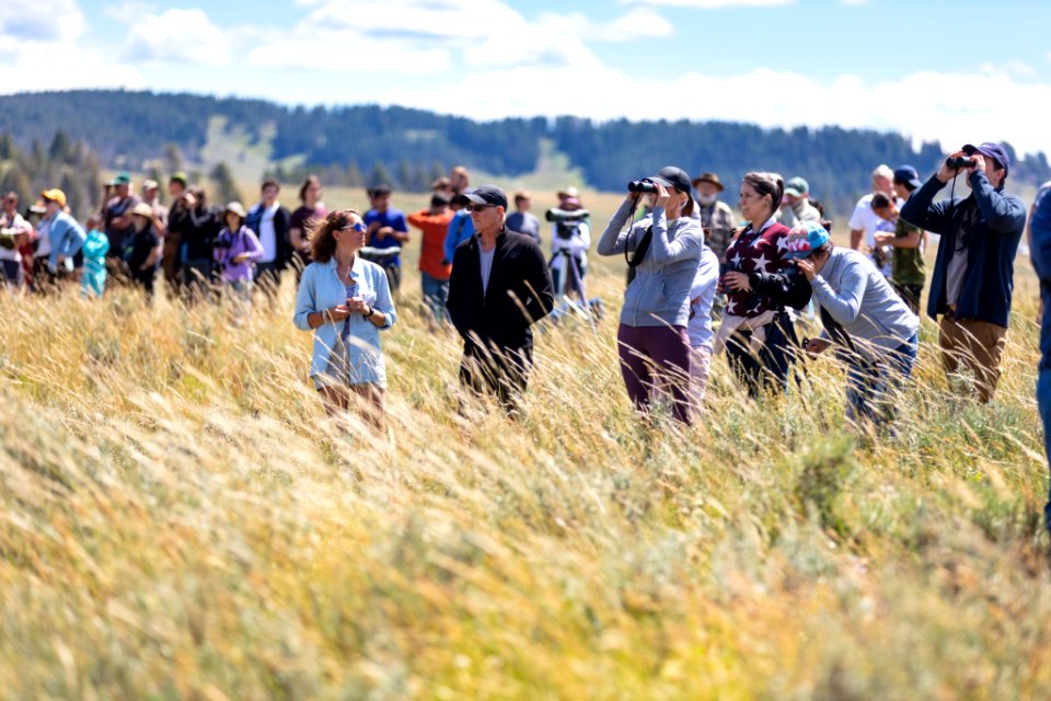 People gather to watch a grizzly bear feed on a bison carcass in Hayden Valley
