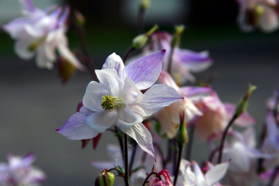 Nature floral spring