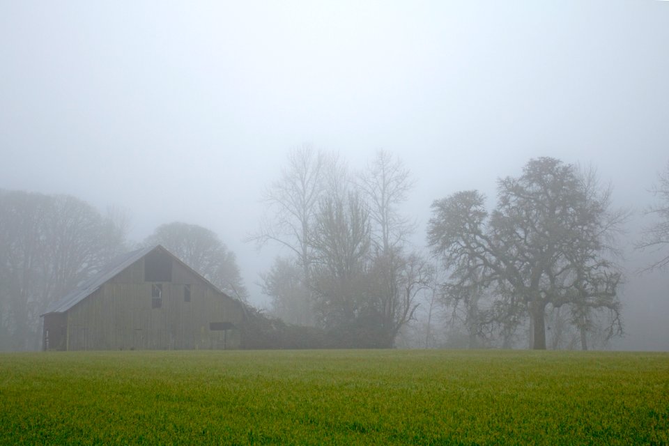Old wood barn and trees in heavy fog in Oregon.