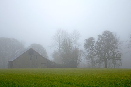 Old wood barn and trees in heavy fog in Oregon. photo