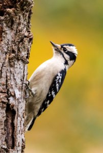 Downy Woodpecker (female) photo