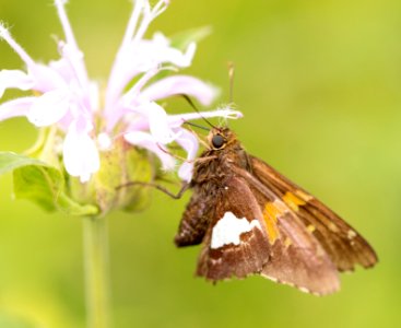 Silver-Spotted Skipper Butterfly photo