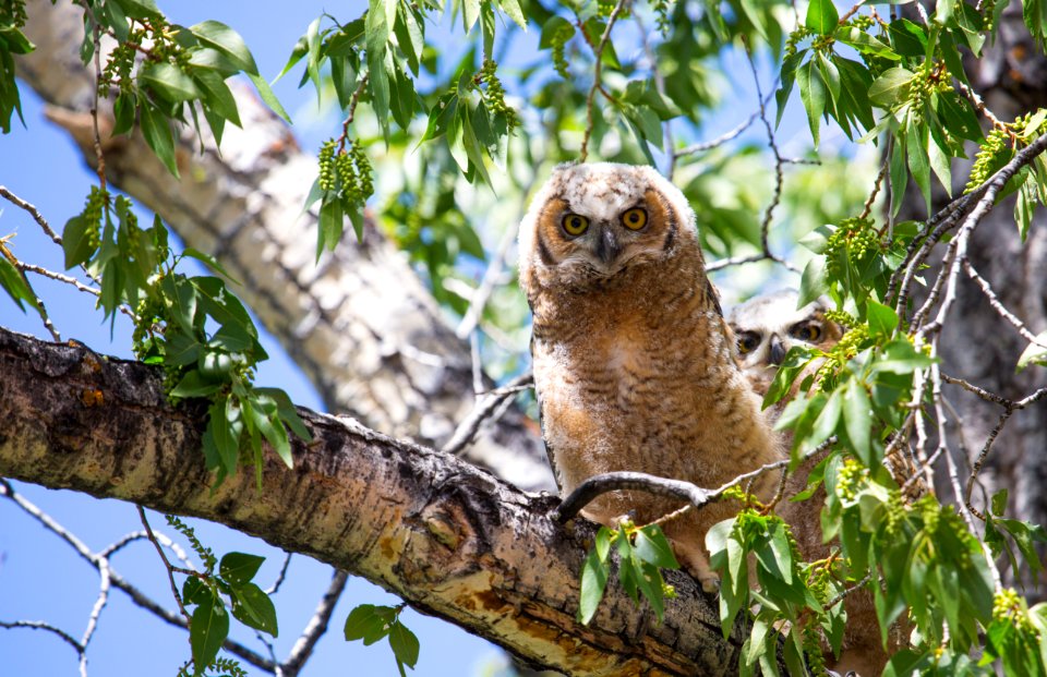 Great horned owlets, Mammoth Hot Springs