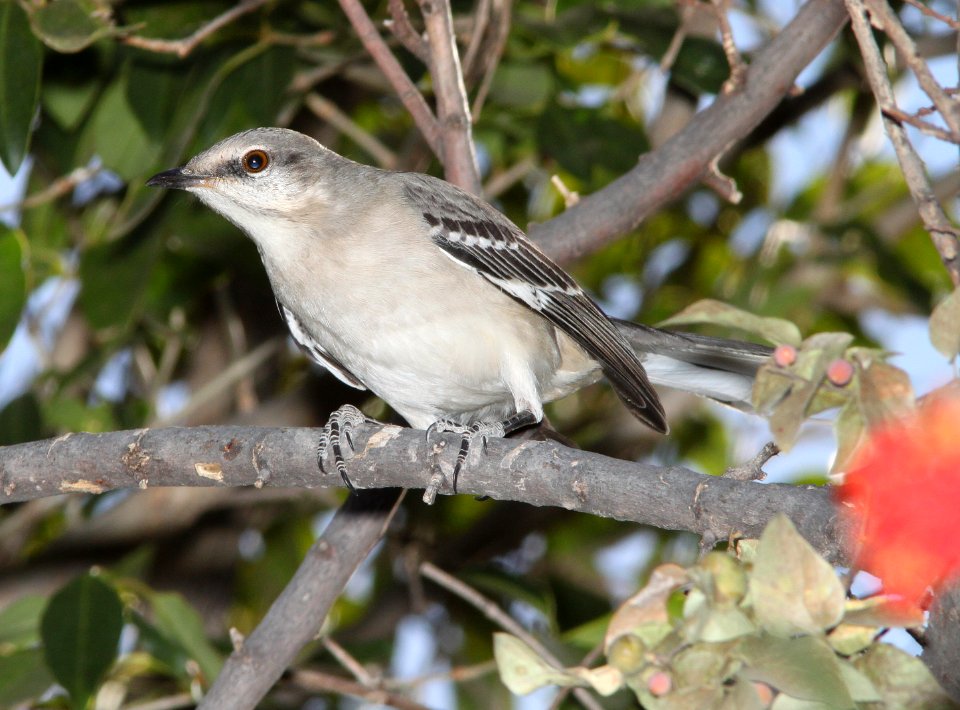 MOCKINGBIRD, NORTHERN (12-9-10) santa gertrudis lane, scc, az -01