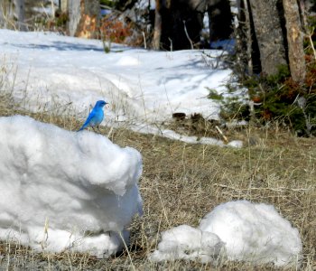 Bluebird near Yellowstone Lake