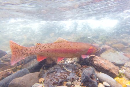 Spawning Yellowstone cutthroat trout (Oncorhynchus clarkii bouvieri) (4) photo