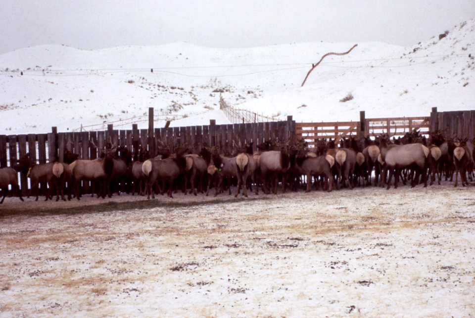 Elk trapping; February 1965