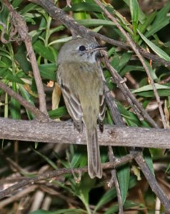 581 - GRAY FLYCATCHER (3-20-2017) patagonia lake, santa cruz co, az -01