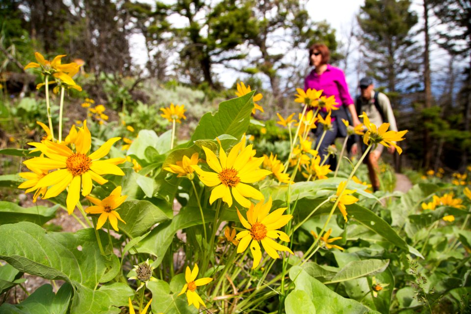 Hikers & flowers on the Beaver Ponds Trail