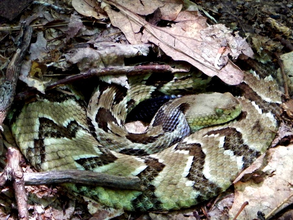 Eastern Timber Rattlesnake