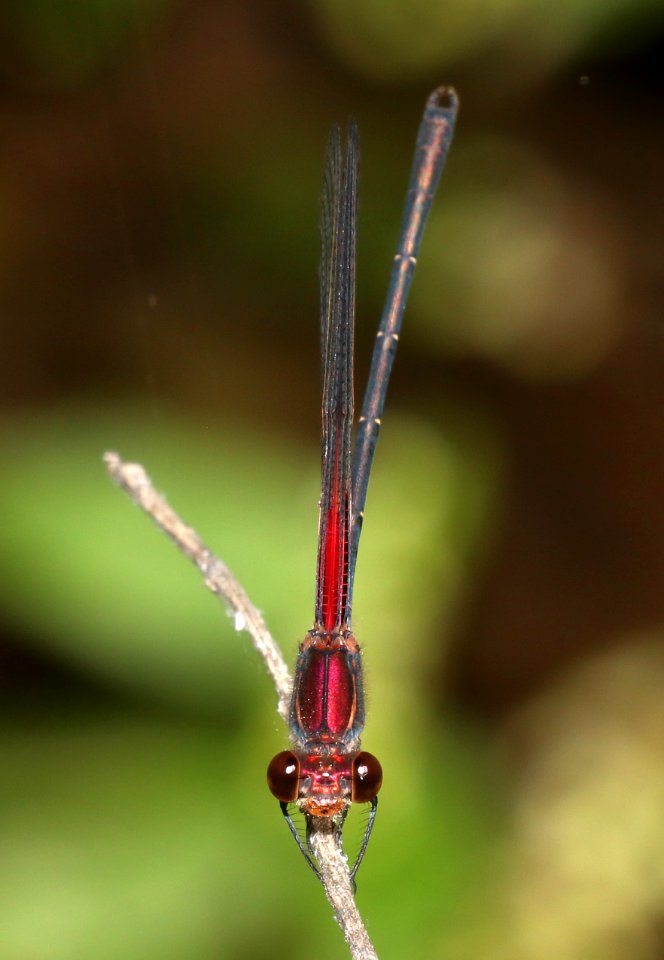 RUBYSPOT, AMERICAN (Hetaerina americana) (10-4-2020) sonoita creek near patagonia lake, santa cruz co, az -01 male