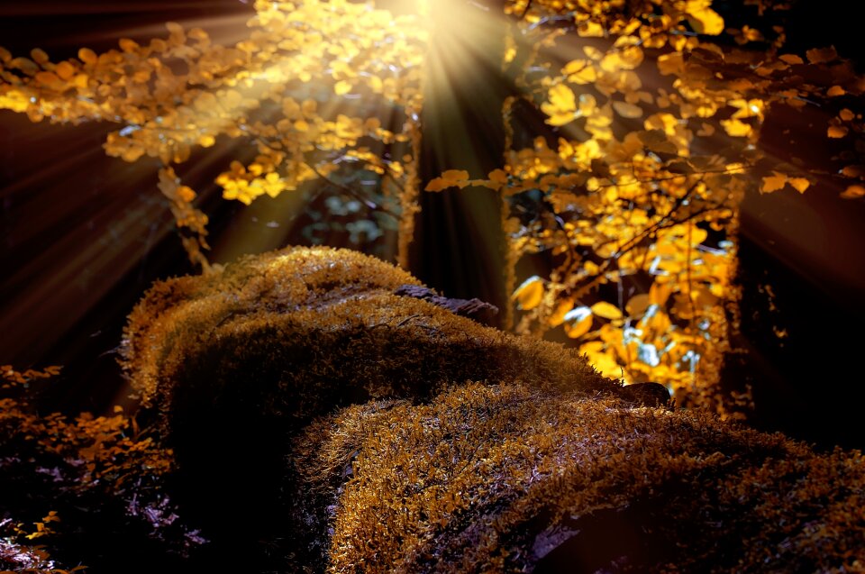 Moss nature autumn