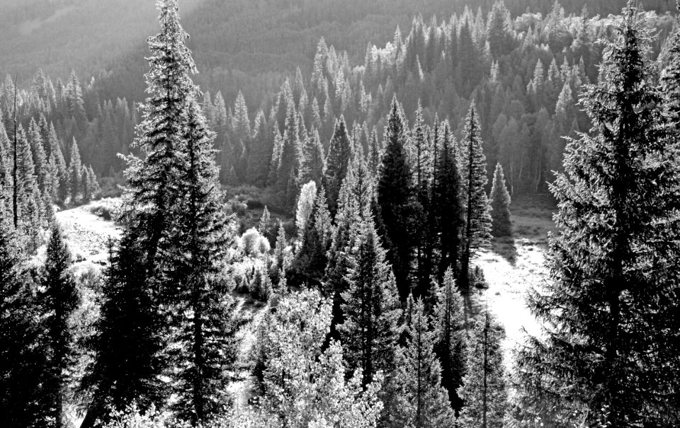 CO - STUNNER CAMPGROUND (8-20-13) n-w conejos co (5)