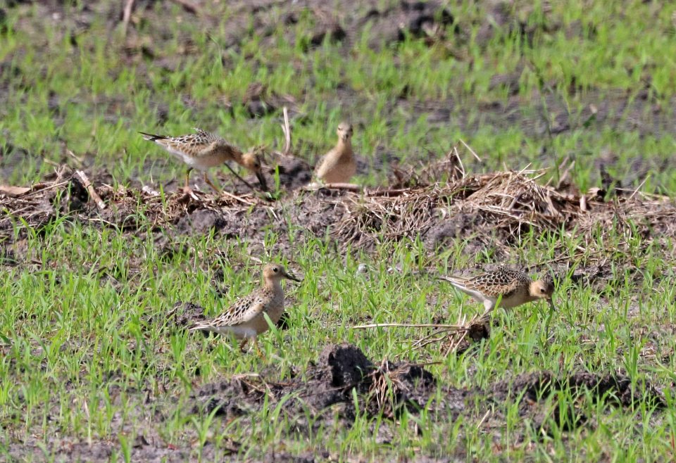 329 - BUFF-BREASTED SANDPIPER (8-28-2016) sod farms east of victoria, victoria co, tx -05