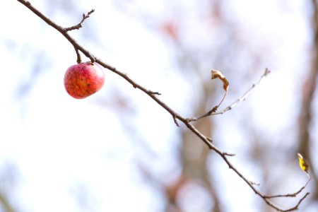 Apple Tree
