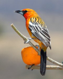 946 - STREAK-BACKED ORIOLE (6-12-11) 78 circulo montana, patagonia lake ranch estates, scc, az  (3)