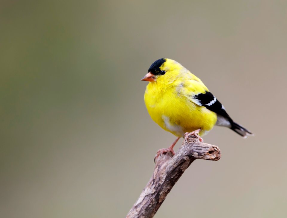 American Goldfinch