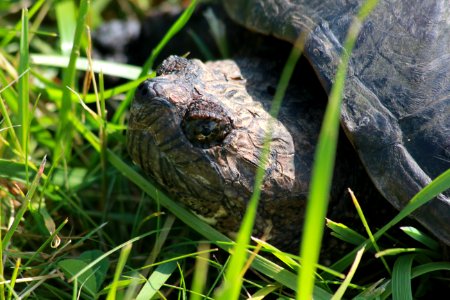 Snapping Turtle photo