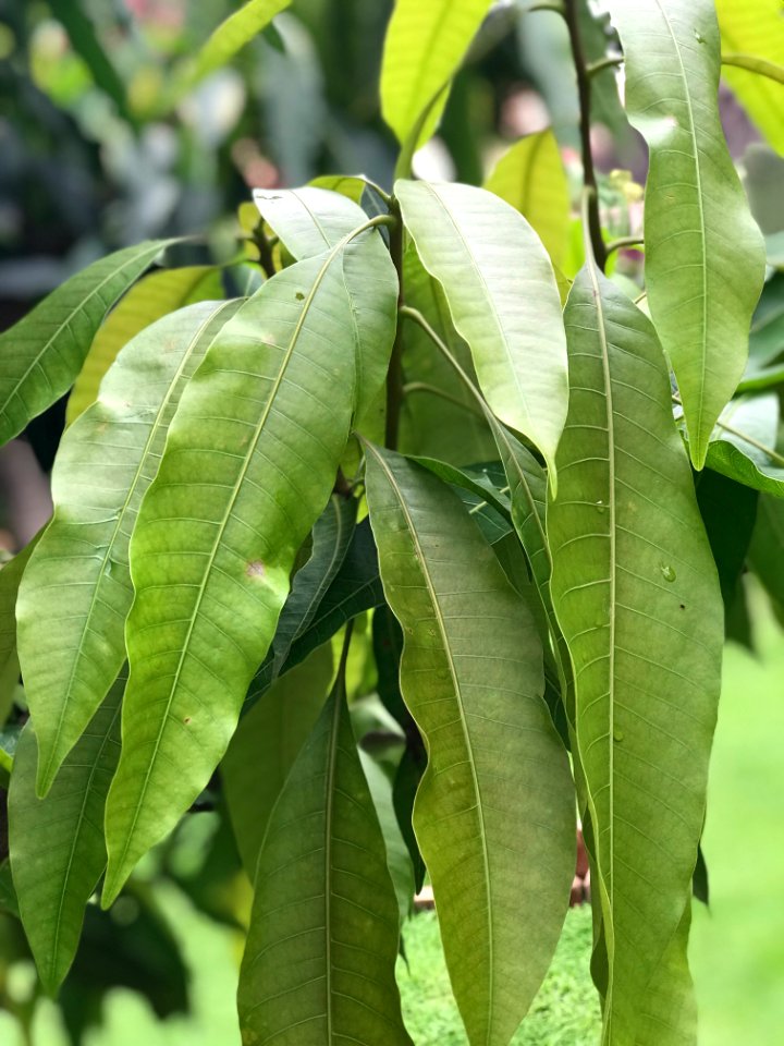 New growth after the rains on our Mango tree