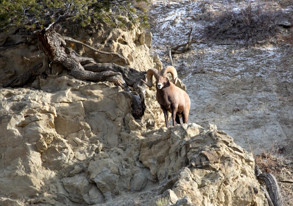 Bighorn sheep on Mt. Everts