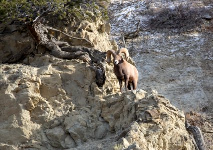 Bighorn sheep on Mt. Everts