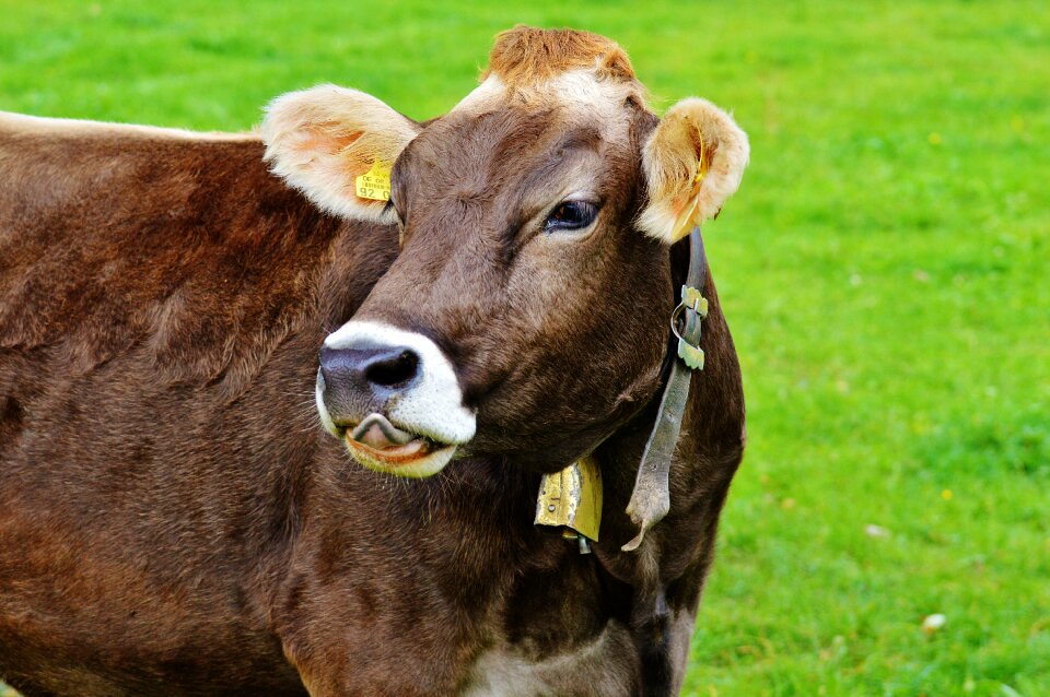 Cute ruminant dairy cattle