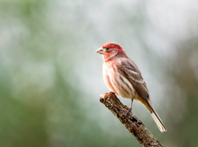 House Finch (male) photo