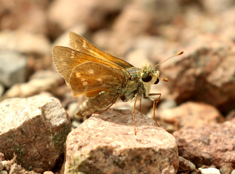 SKIPPER, PAHASKA (Hesperia pahaska williamsi) (8-25-2019) montezuma peak, montezuma nat monument, huachuca mts, cochise co, az -01 (1)